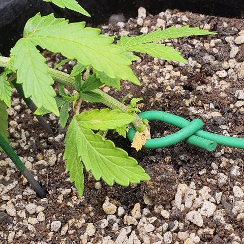 00 seed-Nort.Light-Direct Supersoil-AUTO growlog timeline photo