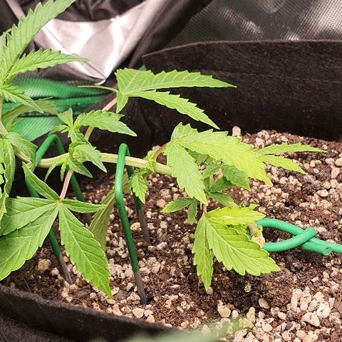 00 seed-Nort.Light-Direct Supersoil-AUTO growlog timeline photo