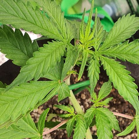 00 seed-Nort.Light-Direct Supersoil-AUTO growlog timeline photo