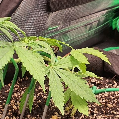 00 seed-Nort.Light-Direct Supersoil-AUTO growlog timeline photo