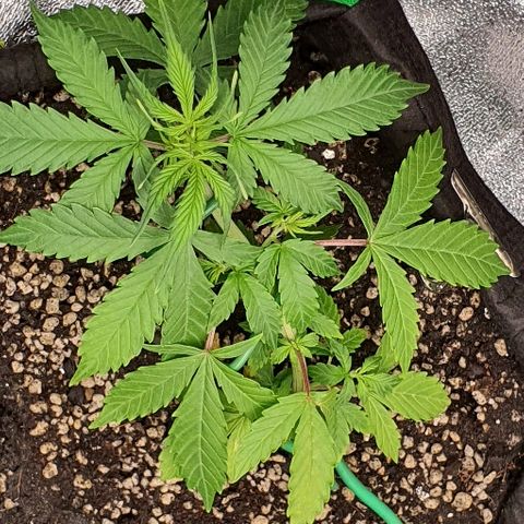 00 seed-Nort.Light-Direct Supersoil-AUTO growlog timeline photo