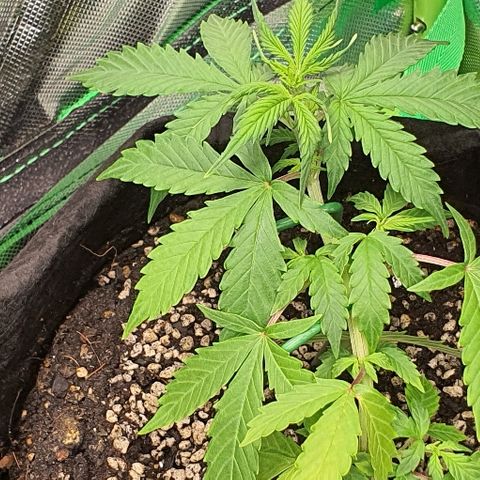 00 seed-Nort.Light-Direct Supersoil-AUTO growlog timeline photo
