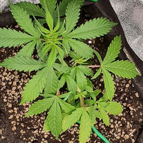 00 seed-Nort.Light-Direct Supersoil-AUTO growlog timeline photo