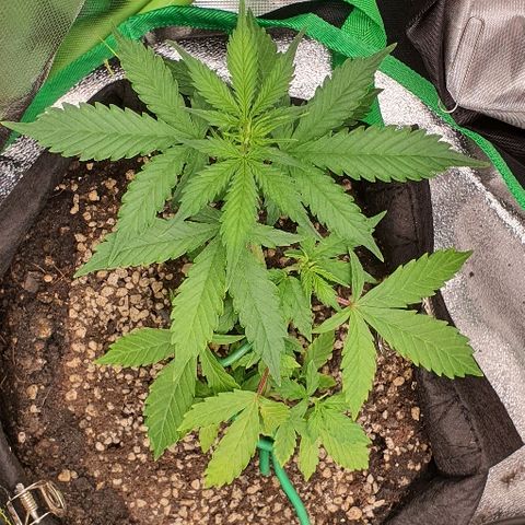 00 seed-Nort.Light-Direct Supersoil-AUTO growlog timeline photo