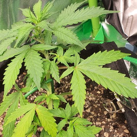 00 seed-Nort.Light-Direct Supersoil-AUTO growlog timeline photo