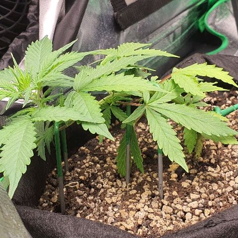 00 seed-Nort.Light-Direct Supersoil-AUTO growlog timeline photo