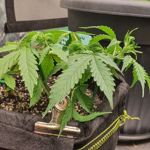 00 seed-Nort.Light-Direct Supersoil-AUTO growlog timeline photo