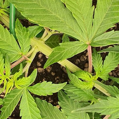 00 seed-Nort.Light-Direct Supersoil-AUTO growlog timeline photo