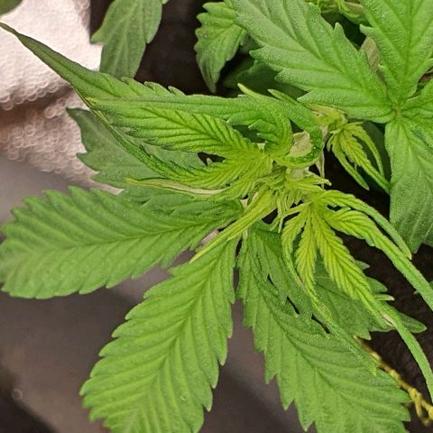 00 seed-Nort.Light-Direct Supersoil-AUTO growlog timeline photo