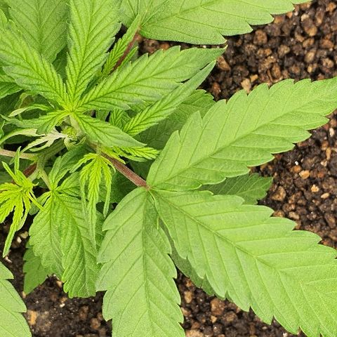 00 seed-Nort.Light-Direct Supersoil-AUTO growlog timeline photo