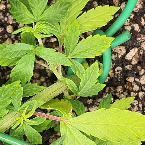 00 seed-Nort.Light-Direct Supersoil-AUTO growlog timeline photo