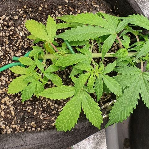00 seed-Nort.Light-Direct Supersoil-AUTO growlog timeline photo