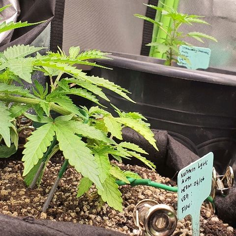 00 seed-Nort.Light-Direct Supersoil-AUTO growlog timeline photo