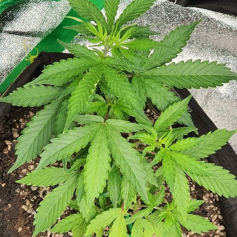 00 seed-Nort.Light-Direct Supersoil-AUTO growlog timeline photo
