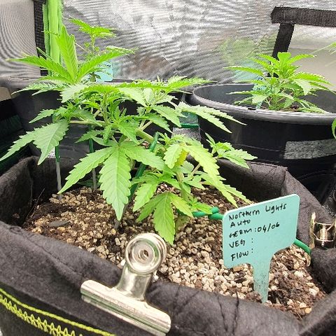 00 seed-Nort.Light-Direct Supersoil-AUTO growlog timeline photo