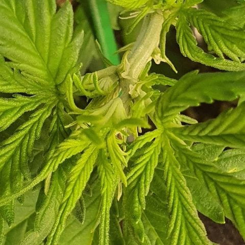 00 seed-Nort.Light-Direct Supersoil-AUTO growlog timeline photo
