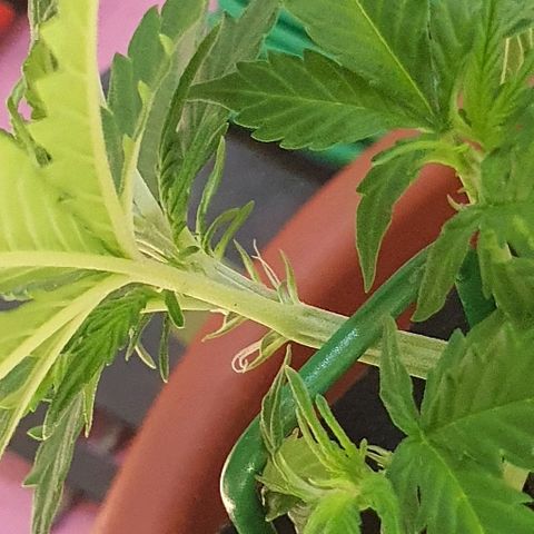 00 seed-Nort.Light-Direct Supersoil-AUTO growlog timeline photo