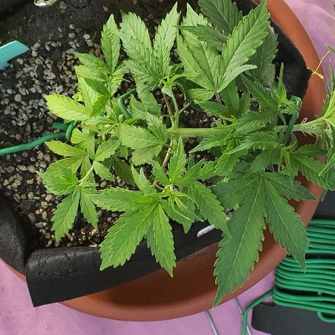 00 seed-Nort.Light-Direct Supersoil-AUTO growlog timeline photo