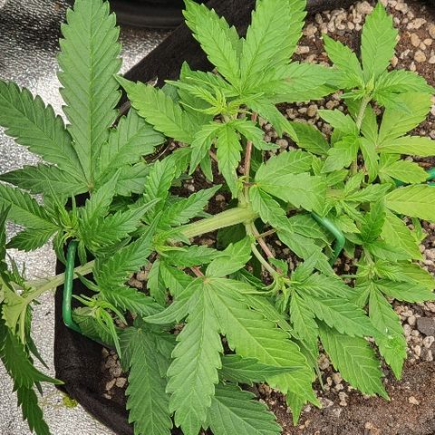 00 seed-Nort.Light-Direct Supersoil-AUTO growlog timeline photo