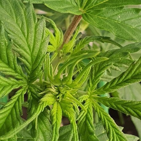 00 seed-Nort.Light-Direct Supersoil-AUTO growlog timeline photo