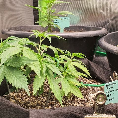 00 seed-Nort.Light-Direct Supersoil-AUTO growlog timeline photo