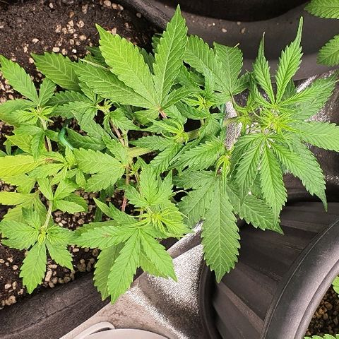 00 seed-Nort.Light-Direct Supersoil-AUTO growlog timeline photo