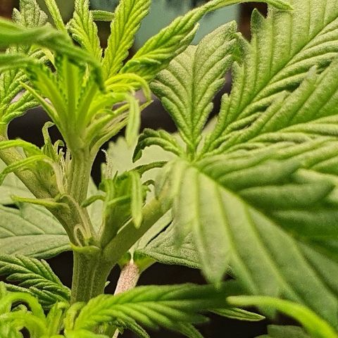 00 seed-Nort.Light-Direct Supersoil-AUTO growlog timeline photo
