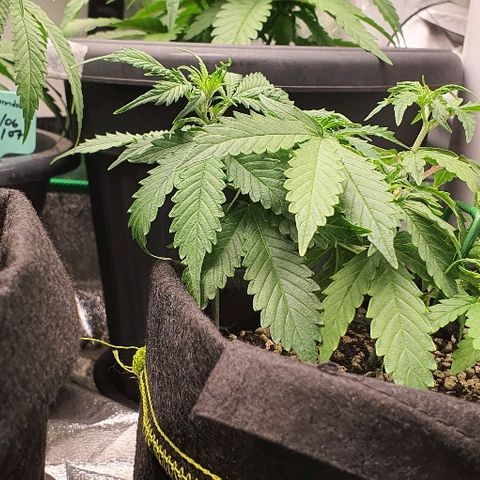 00 seed-Nort.Light-Direct Supersoil-AUTO growlog timeline photo