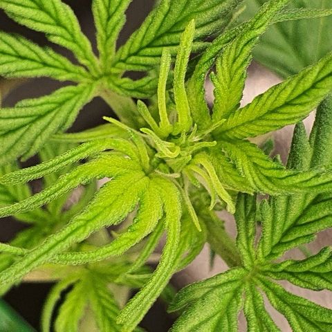00 seed-Nort.Light-Direct Supersoil-AUTO growlog timeline photo
