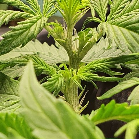00 seed-Nort.Light-Direct Supersoil-AUTO growlog timeline photo