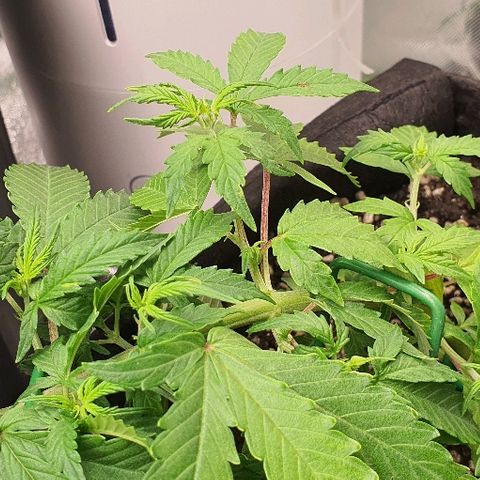 00 seed-Nort.Light-Direct Supersoil-AUTO growlog timeline photo