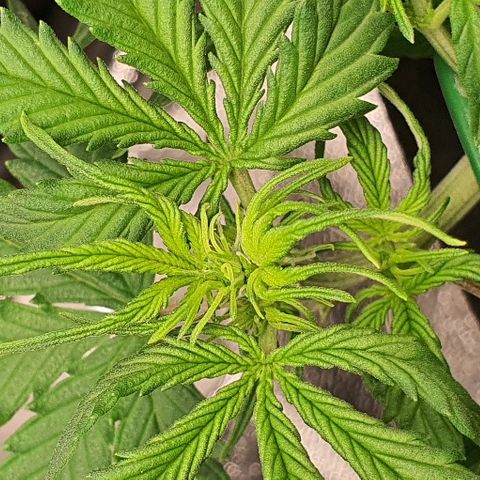 00 seed-Nort.Light-Direct Supersoil-AUTO growlog timeline photo