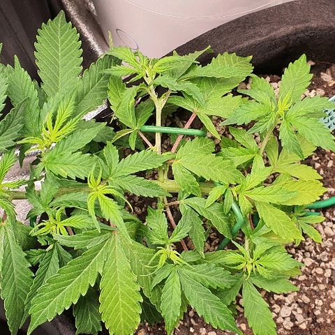 00 seed-Nort.Light-Direct Supersoil-AUTO growlog timeline photo