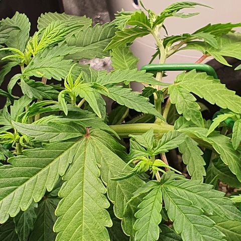 00 seed-Nort.Light-Direct Supersoil-AUTO growlog timeline photo