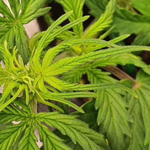 00 seed-Nort.Light-Direct Supersoil-AUTO growlog timeline photo