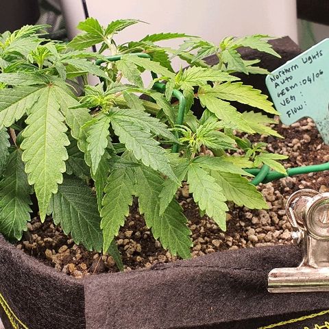00 seed-Nort.Light-Direct Supersoil-AUTO growlog timeline photo