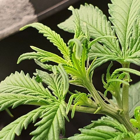 00 seed-Nort.Light-Direct Supersoil-AUTO growlog timeline photo