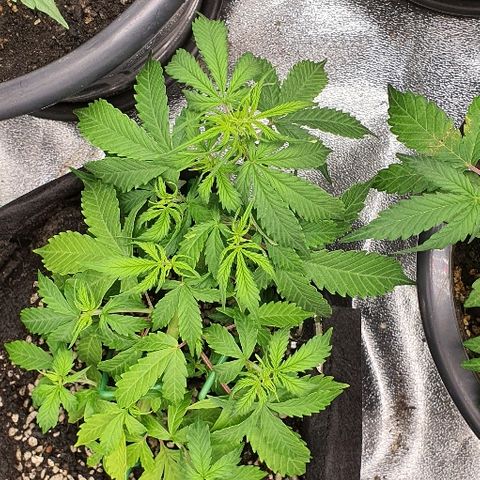 00 seed-Nort.Light-Direct Supersoil-AUTO growlog timeline photo