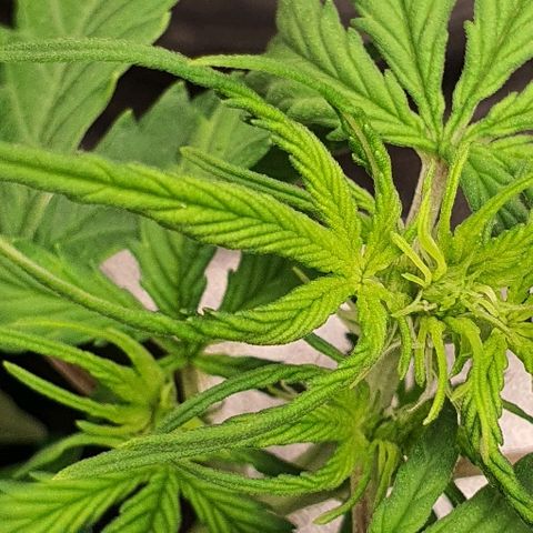 00 seed-Nort.Light-Direct Supersoil-AUTO growlog timeline photo