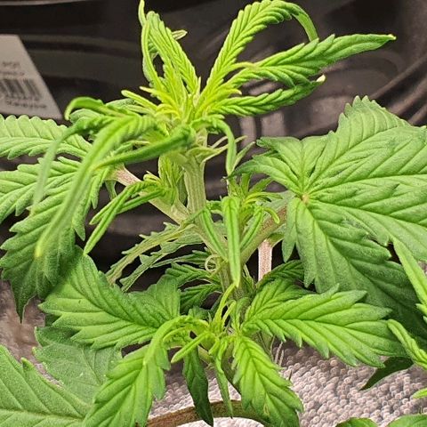 00 seed-Nort.Light-Direct Supersoil-AUTO growlog timeline photo