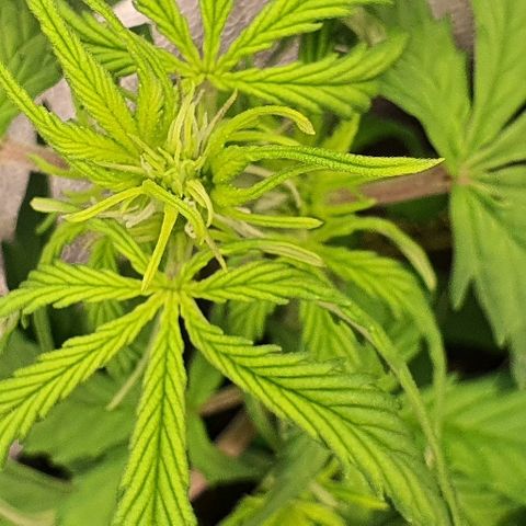 00 seed-Nort.Light-Direct Supersoil-AUTO growlog timeline photo