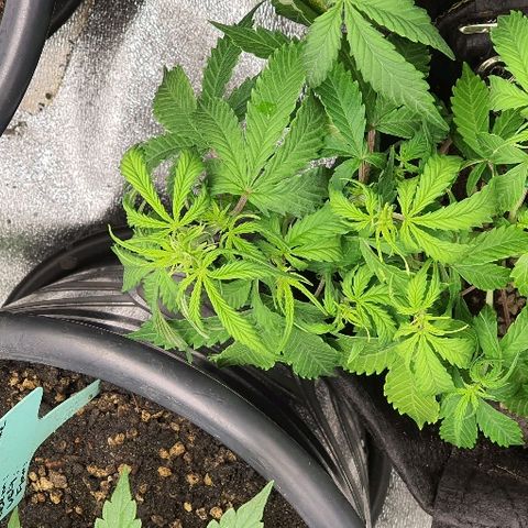 00 seed-Nort.Light-Direct Supersoil-AUTO growlog timeline photo