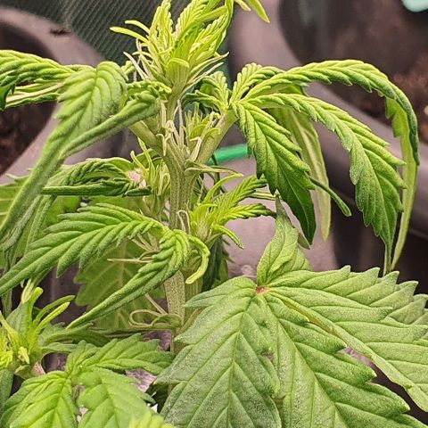 00 seed-Nort.Light-Direct Supersoil-AUTO growlog timeline photo