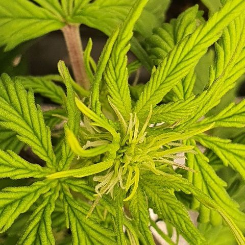 00 seed-Nort.Light-Direct Supersoil-AUTO growlog timeline photo