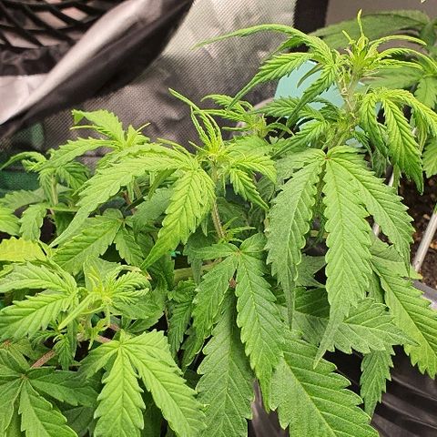 00 seed-Nort.Light-Direct Supersoil-AUTO growlog timeline photo