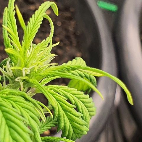 00 seed-Nort.Light-Direct Supersoil-AUTO growlog timeline photo