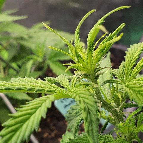 00 seed-Nort.Light-Direct Supersoil-AUTO growlog timeline photo