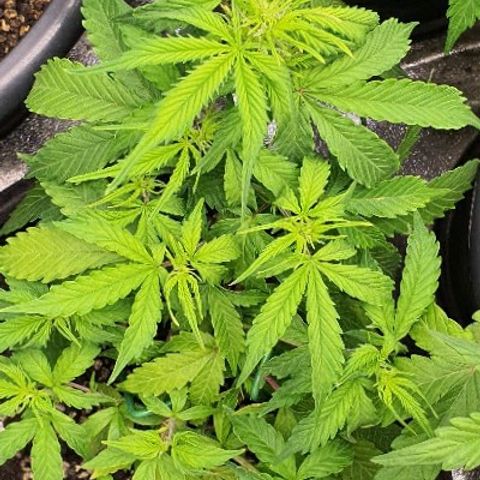 00 seed-Nort.Light-Direct Supersoil-AUTO growlog timeline photo