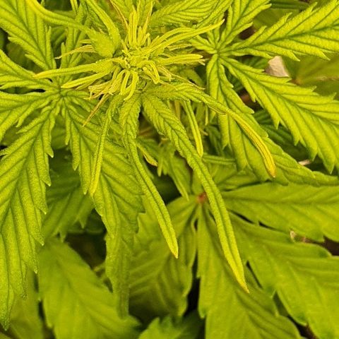 00 seed-Nort.Light-Direct Supersoil-AUTO growlog timeline photo