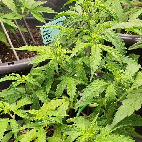 00 seed-Nort.Light-Direct Supersoil-AUTO growlog timeline photo